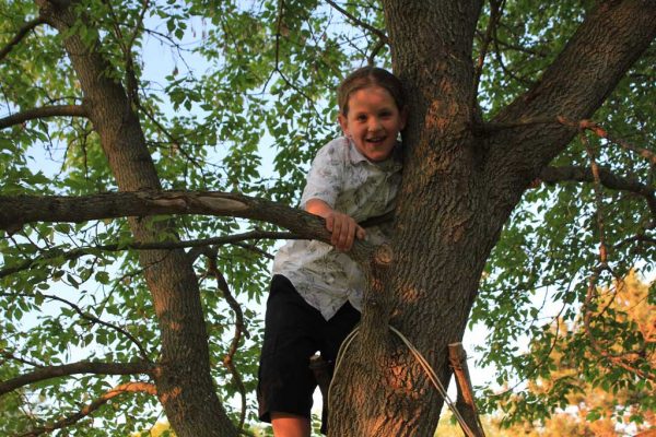 A boy climbs a tree
