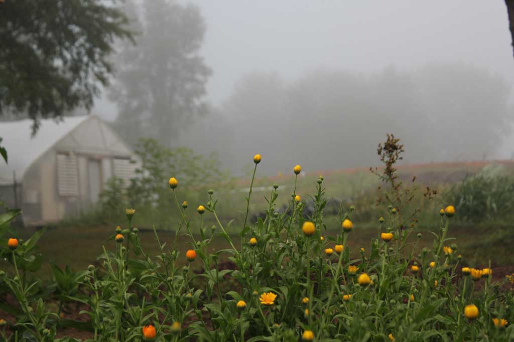 Calendula in the herb garden on a foggy morning